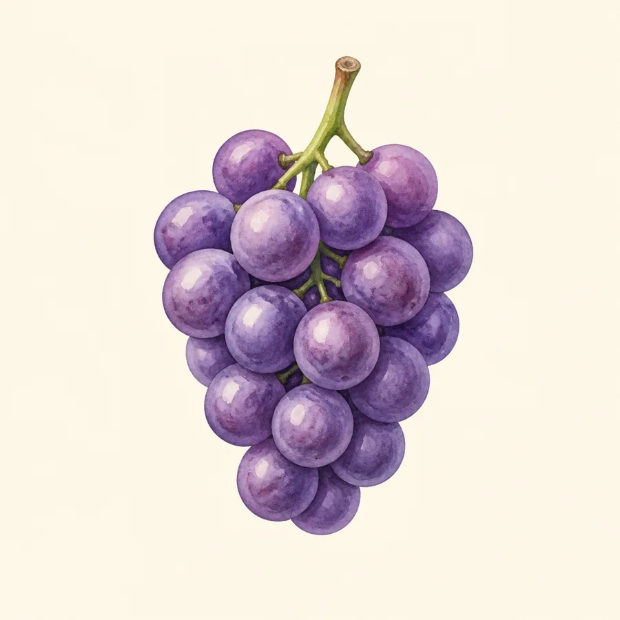 Ilustración de uva